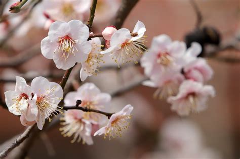 梅花圖|3000 多张免费的“梅花”和“春天”照片